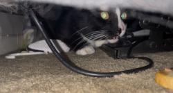 Found/Stray Female Cat last seen Clinton Elementary School, South Elgin, IL 60177