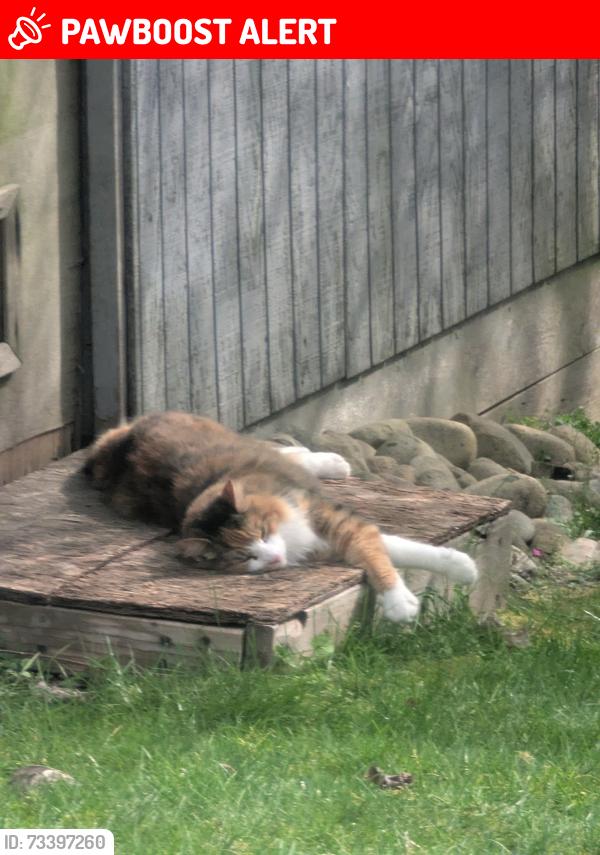 Lost Female Cat last seen Olympia Washington, Thurston County, WA 98513
