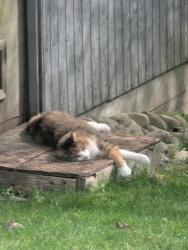 Lost Female Cat last seen Olympia Washington, Thurston County, WA 98513
