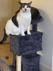 Reunited Male Cat last seen Coloniale ests neighbourhood, Beaumont, AB T4X 1S2