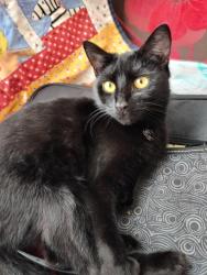 Reunited Female Cat last seen Dongola road, Greater London, England N17 6EE