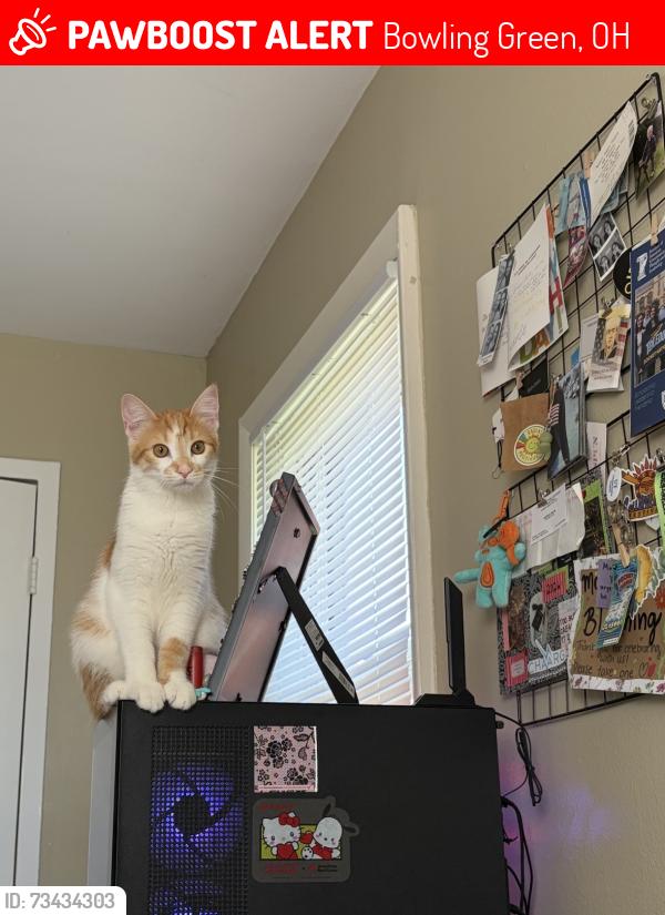 Lost Male Cat last seen Near the university, Bowling Green, OH 43402