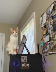 Lost Male Cat last seen Near the university, Bowling Green, OH 43402