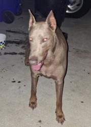Found/Stray Male Dog last seen East Date Street and North Golden Avenue. San Bdno, CA, San Bernardino, CA 92404