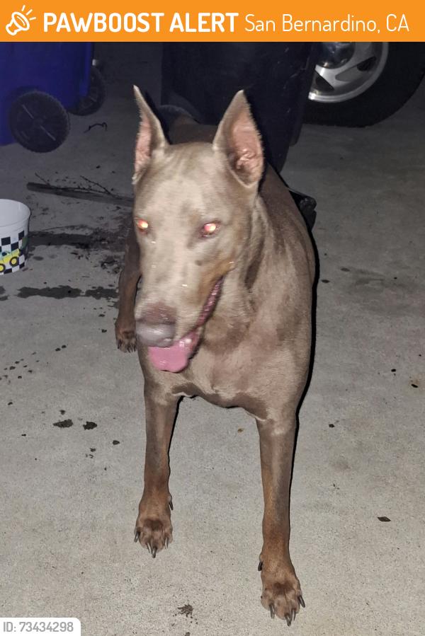 Found/Stray Male Dog last seen East Date Street and North Golden Avenue. San Bdno, CA, San Bernardino, CA 92404