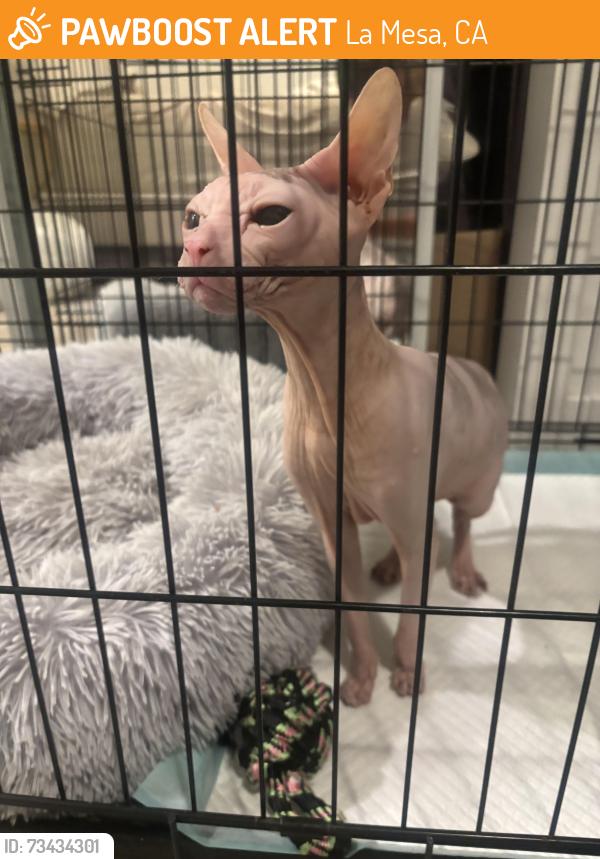 Found/Stray Male Cat last seen La Mesa blvd and Schuyler ave, La Mesa, CA 91942