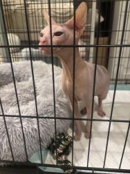 Found/Stray Male Cat last seen La Mesa blvd and Schuyler ave, La Mesa, CA 91942