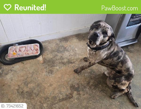 Reunited Male Dog last seen mt zion, Clayton County, GA 30236