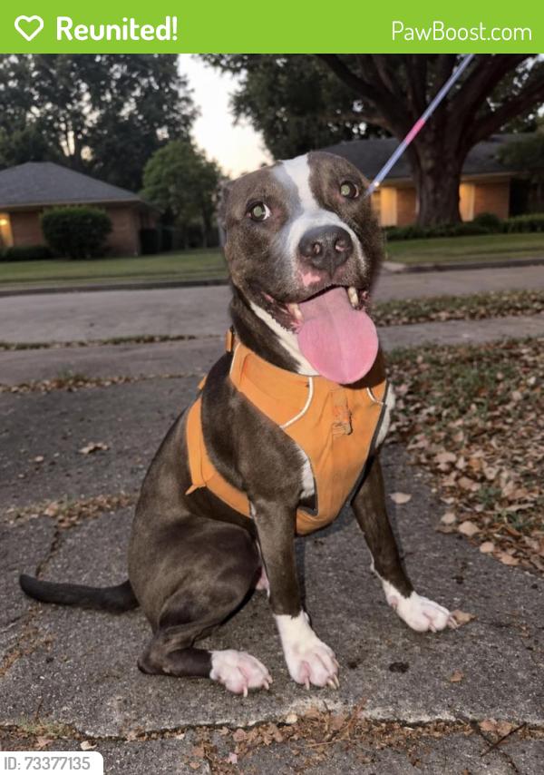 Reunited Female Dog last seen Ashcroft & Benning in Westbury, Houston, TX 77096