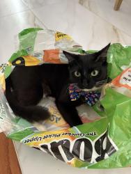 Lost Male Cat last seen Dunmovin Dr, Kennesaw, GA, Cobb County, GA 30144