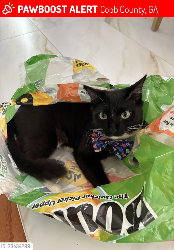 Lost Male Cat last seen Dunmovin Dr, Kennesaw, GA, Cobb County, GA 30144