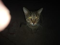 Found/Stray Male Cat last seen Roosevelt boulevard and comly road, Philadelphia, PA 19116