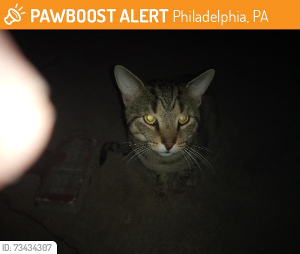 Found/Stray Male Cat last seen Roosevelt boulevard and comly road, Philadelphia, PA 19116