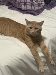 Lost Male Cat last seen By the park in the neighboring, Saratoga Springs, UT 84045