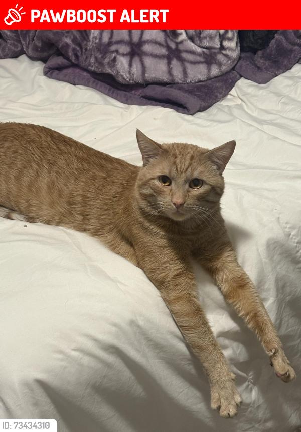 Lost Male Cat last seen By the park in the neighboring, Saratoga Springs, UT 84045