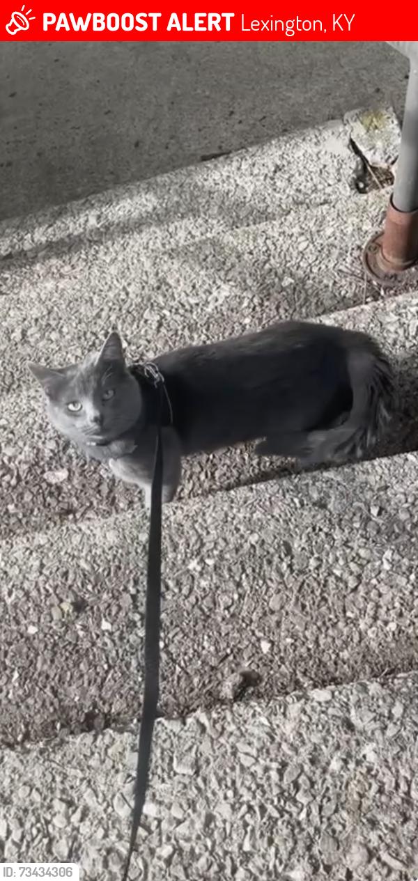 Lost Male Cat last seen Tates Creek Area, he has a blue collar w/ bell on., Lexington, KY 40517