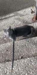 Lost Male Cat last seen Tates Creek Area, he has a blue collar w/ bell on., Lexington, KY 40517