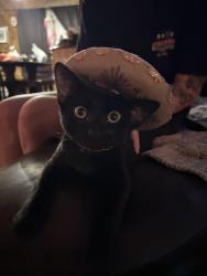 Lost Male Cat last seen Menke St., Sealy, TX 77474