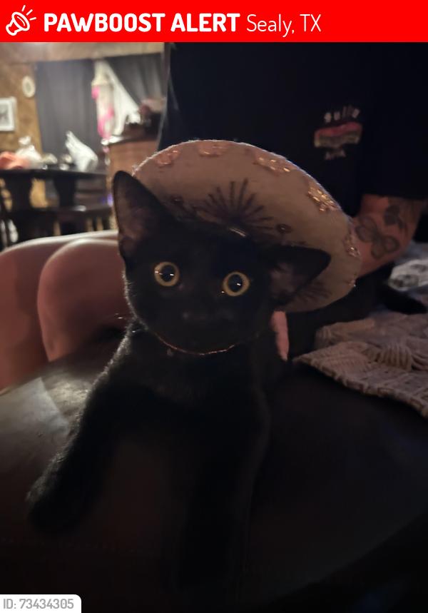 Lost Male Cat last seen Menke St., Sealy, TX 77474