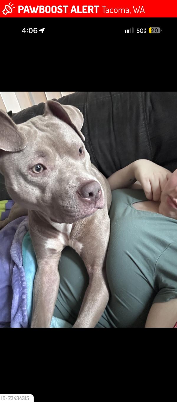 Lost Female Dog last seen 50th & Oakes, Tacoma, WA 98409