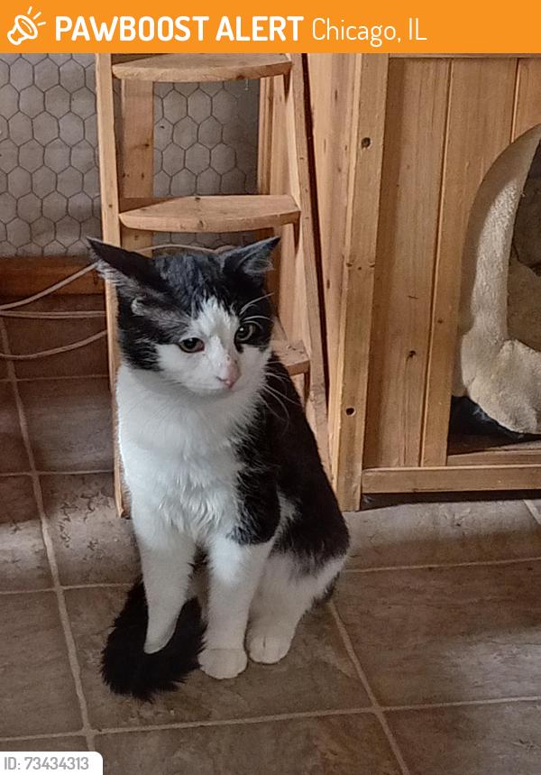 Found/Stray Unknown Cat last seen Harrison & Damen, Chicago, IL 60612