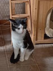 Found/Stray Unknown Cat last seen Harrison & Damen, Chicago, IL 60612