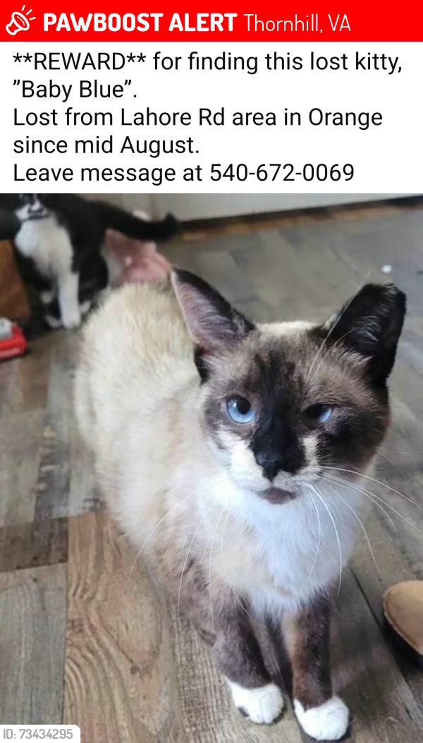 Lost Female Cat last seen Lahore Rd. Orange, va. her home is at Montpelier Station, Va.540-672-242 notThornhill1, Thornhill, VA 22960