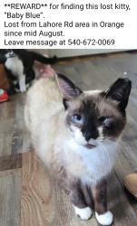 Lost Female Cat last seen Lahore Rd. Orange, va. her home is at Montpelier Station, Va.540-672-242 notThornhill1, Thornhill, VA 22960