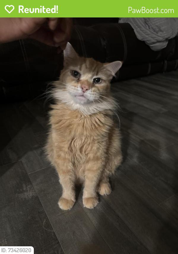 Reunited Male Cat last seen Aquifer ln, Davenport, FL 33837
