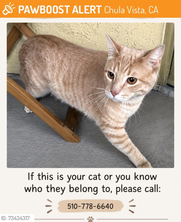 Found/Stray Unknown Cat last seen Paseo Magda, Chula Vista, CA 91910