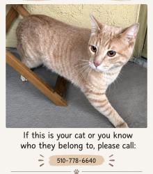 Found/Stray Unknown Cat last seen Paseo Magda, Chula Vista, CA 91910