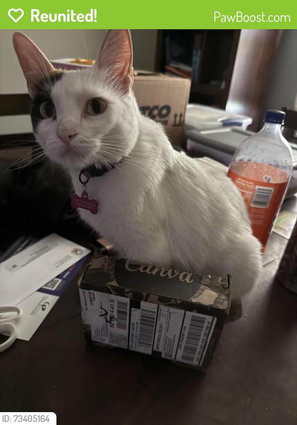 Reunited Female Cat last seen Chisholm Trail, Papillion, NE 68046