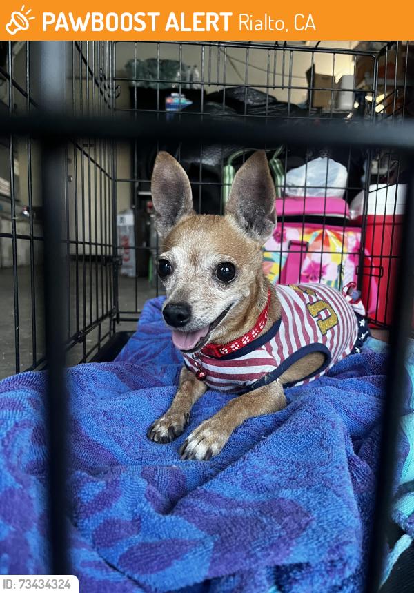 Found/Stray Female Dog last seen Ayala st, Rialto, CA 92377