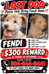 Lost Male Dog last seen Roman, New Orleans, LA 70117