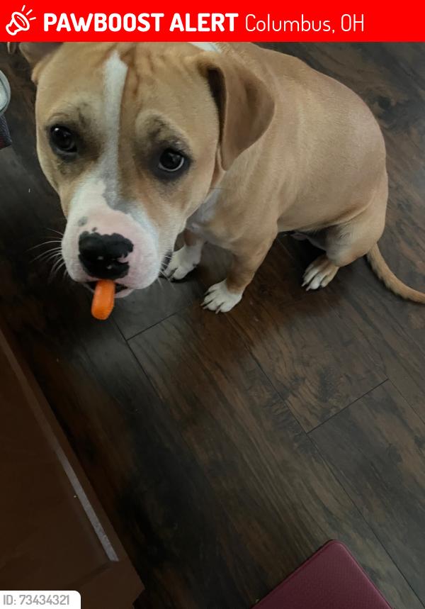 Lost Male Dog last seen Tamarack, Norma Rd, Red Robin, Columbus, OH 43229