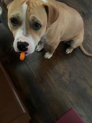 Lost Male Dog last seen Tamarack, Norma Rd, Red Robin, Columbus, OH 43229