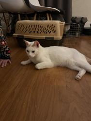 Found/Stray Unknown Cat last seen Park and Stockton, Jacksonville, FL 32205