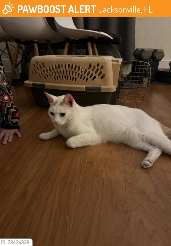 Found/Stray Unknown Cat last seen Park and Stockton, Jacksonville, FL 32205