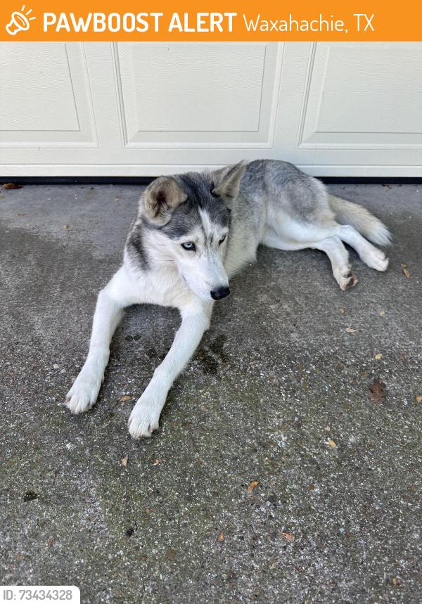 Found/Stray Female Dog last seen Victorian Drive and 1890 Crossing, Waxahachie, TX 75165