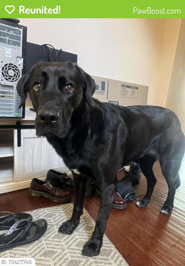 Reunited Female Dog last seen Near 27th Ave, Oakland, CA 94601