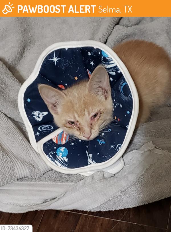 Found/Stray Male Cat last seen Lookout hollow circle rd, Selma, TX 78154