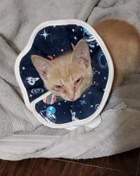 Found/Stray Male Cat last seen Lookout hollow circle rd, Selma, TX 78154