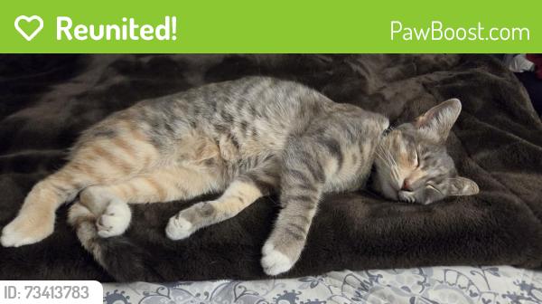 Reunited Female Cat last seen Blue oaks and woodcreek oaks blvd, Roseville, CA 95747