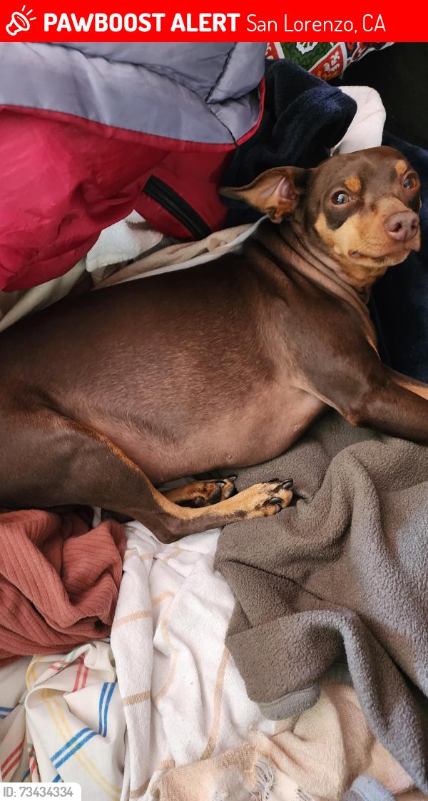 Lost Male Dog last seen Bockman st, San Lorenzo, CA 94580