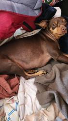 Lost Male Dog last seen Bockman st, San Lorenzo, CA 94580