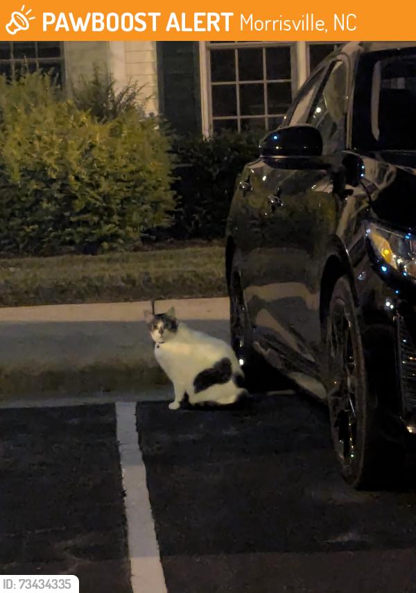 Found/Stray Unknown Cat last seen Kudrow Ln and Morrisville Carpenter Rd, Morrisville, NC 27560