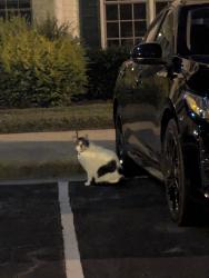 Found/Stray Unknown Cat last seen Kudrow Ln and Morrisville Carpenter Rd, Morrisville, NC 27560