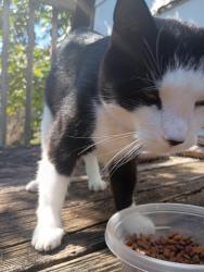 Found/Stray Female Cat last seen Boone, Johnson City, TN 37604