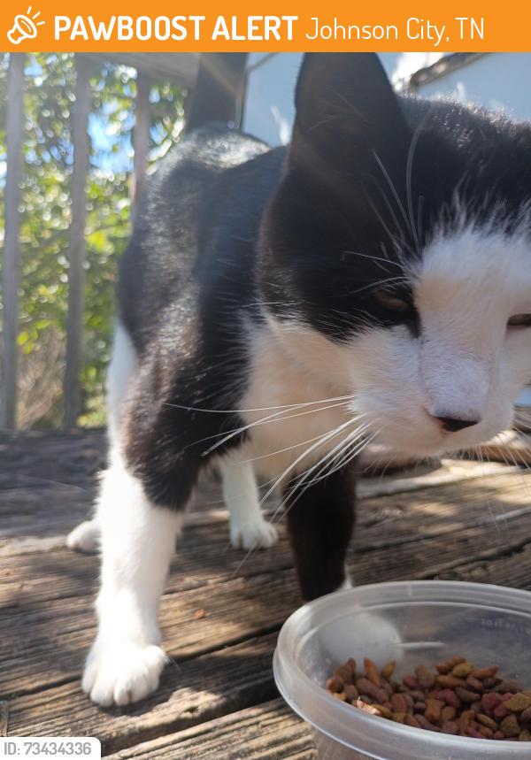 Found/Stray Female Cat last seen Boone, Johnson City, TN 37604