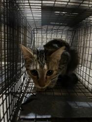 Shelter Stray Female Cat last seen Near BLOCK SOUTHSIDE DR APT 4A, 3528 Newburg Rd, Louisville, KY 40218, USA